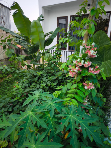 Others 4, Champa House, Vangvieng