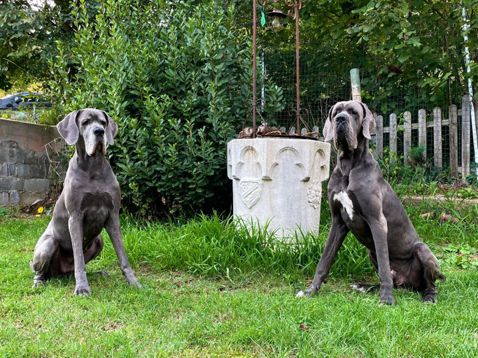 Others 5, BnB Dog and Friend, Asti