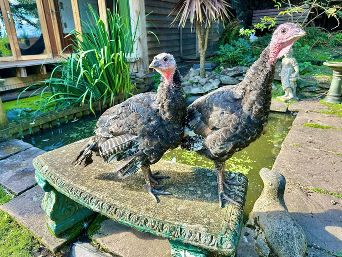 Others 2, The Base Vegan Retreat Animal Sanctuary, South Gloucestershire