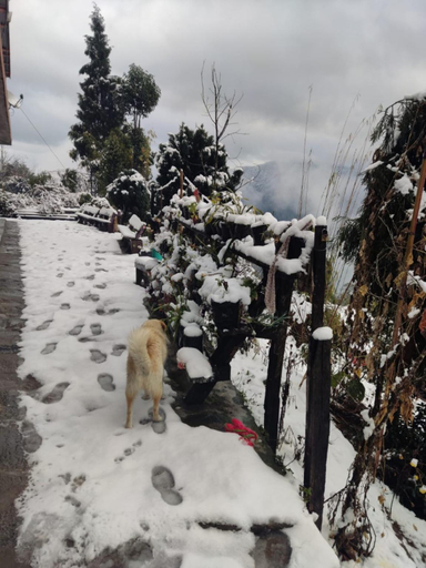 Others 5, Goroomgo Pink Floyed Homestay Kalimpong , Darjiling