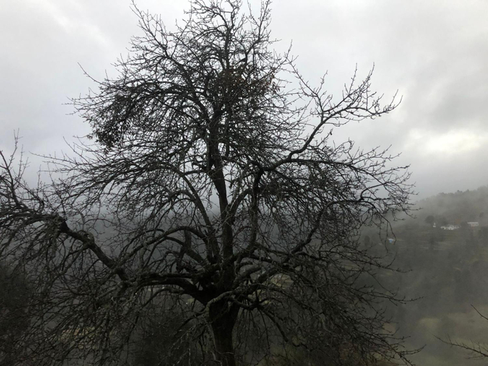Others 4, Kennys Kottage, Nainital