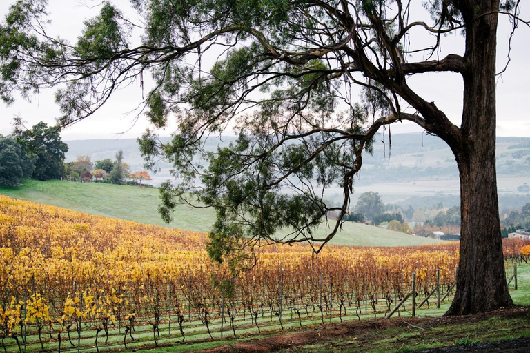 Surrounding environment, Bundaleera Vineyard and Farm Stay, Launceston - Pt B