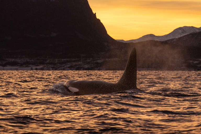 Others 5, 24hrs Northern Lights & Whale Watching Cruise, Tromsø