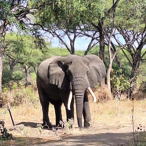 Others 5, Elephant lodge, Babati