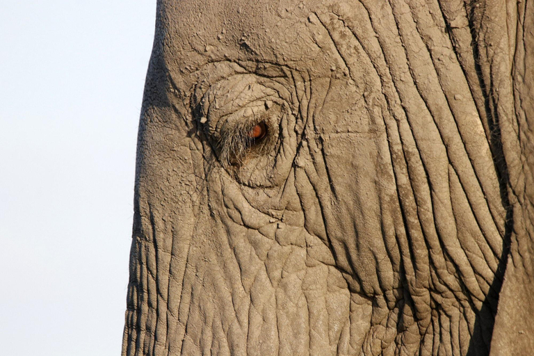 Others 4, Tlou Safari Lodge, Chobe