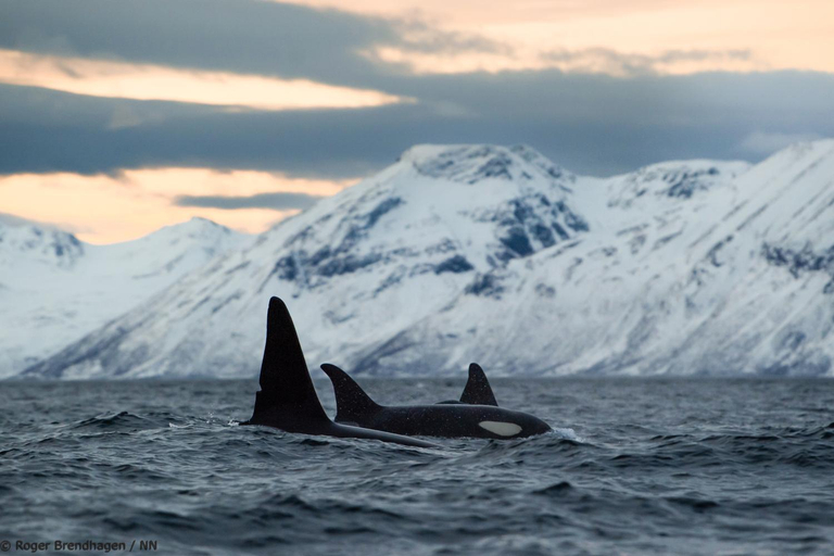 Others 3, 24hrs Northern Lights & Whale Watching Cruise, Tromsø