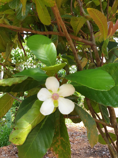 Others 4, Dillenia canopy, Weligama