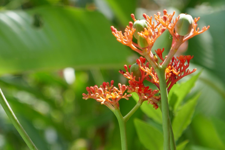 Others 4, Chalet Tropical, Bocas del Toro