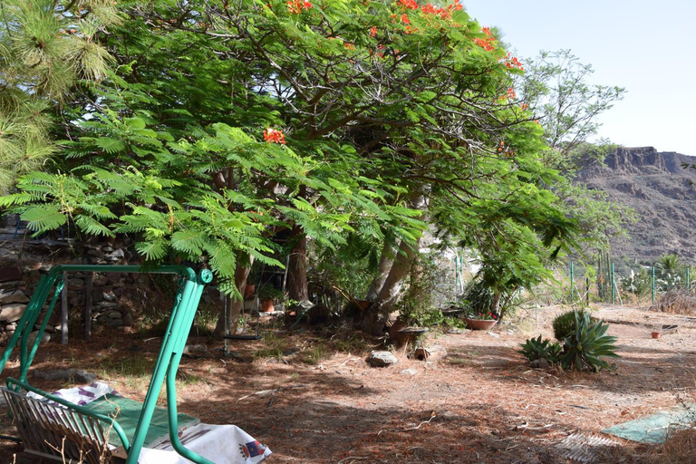 Garden 4, La Casa de los Pinos Temisas, Las Palmas