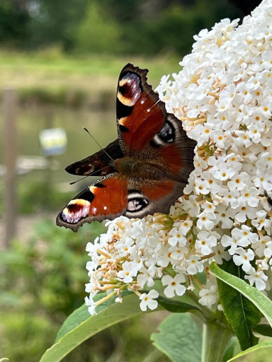 Others 4, Mill Stream Retreat, Lincolnshire