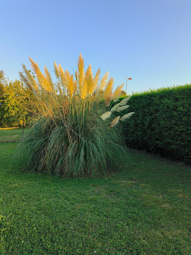 Others 4, Vegetal jungle, Tarn