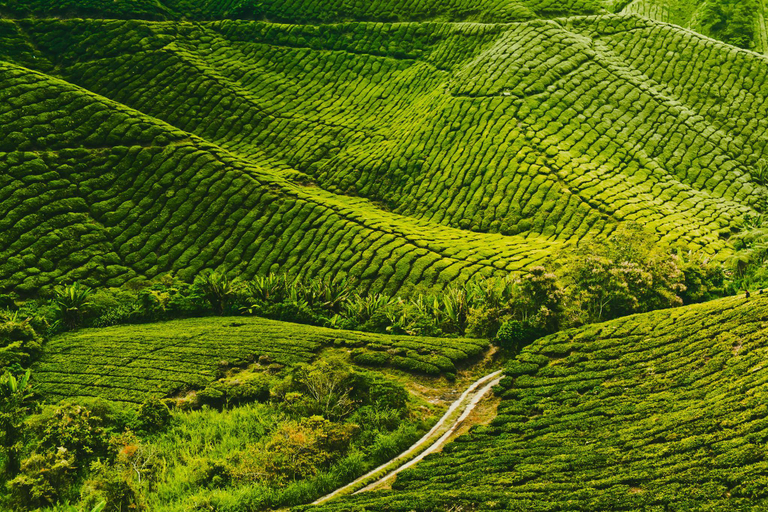 Nearby Landmark 5, RIAS Guest House Cameron Highland, Cameron Highlands