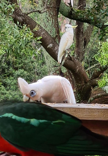 Others 4, Bird Songs Getaway Accommodation, E. Gippsland - Orbost