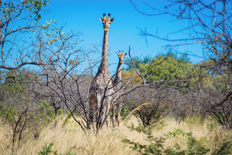 Others 5, Dakeni Game Farm, Umguza