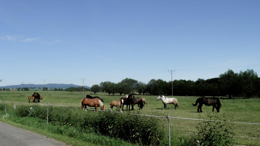 Others 2, Agroturystyka "Pod zlota rybka", Kłodzko