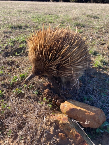 Others 3, Wedgetaildown, Kangaroo Island