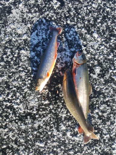 Others 5, Knappgarden, Älvdalen