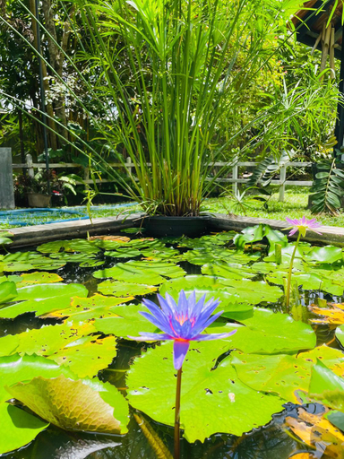 Others 5, Krishan Villa, Katana