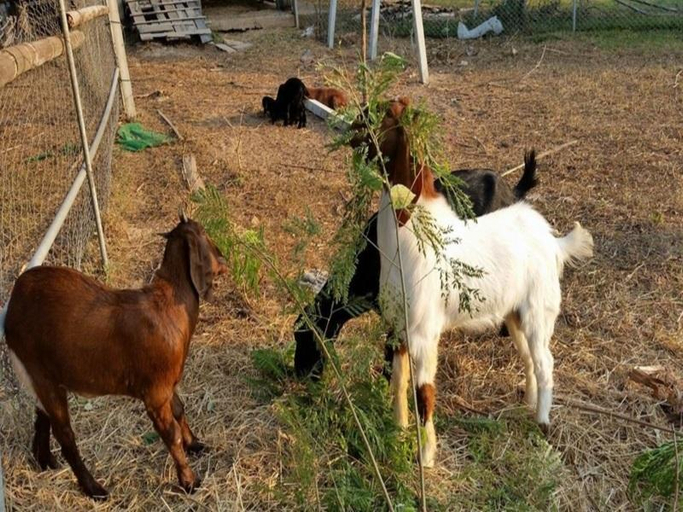 Others 5, Our Eco Farm, Makham