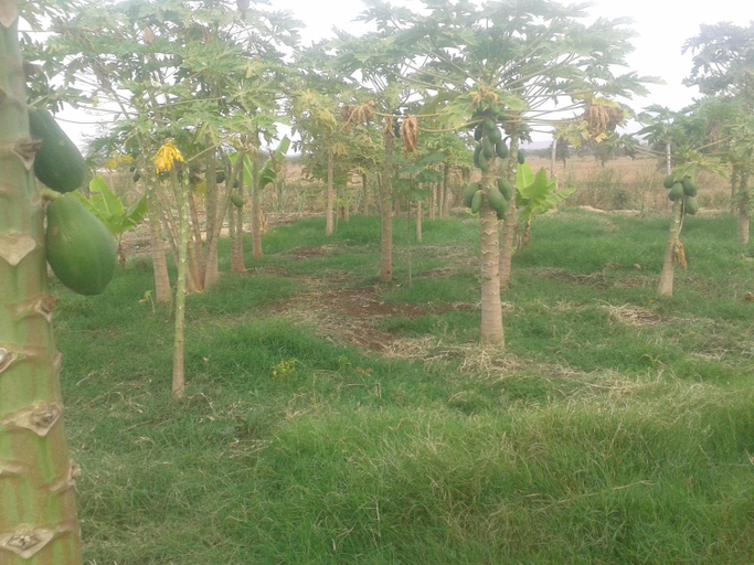Others 4, WE4Kenya Guesthouses, Kajiado South