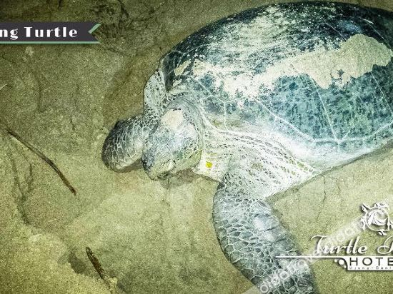 Others 3, Turtle Beach Ujung Genteng, Sukabumi