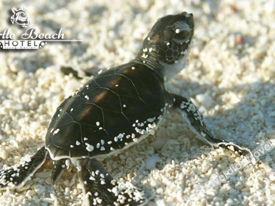Others 2, Turtle Beach Ujung Genteng, Sukabumi