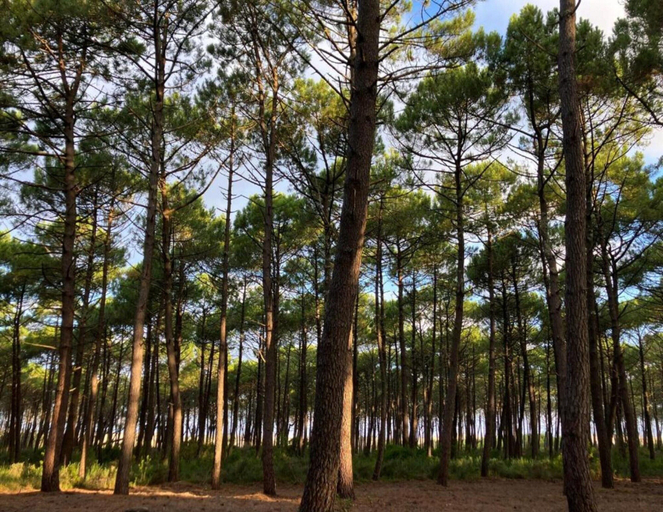 View from property 5, Duplex in Biscarosse Near Sandy Beach, Landes