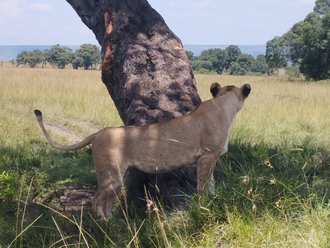 Others 4, Ripo Wild Safaris, Narok West