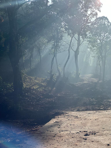 Others 4, Coorg Jungle Mist, Kodagu