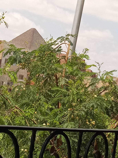 Others 5, The King Narmar Hotel, Al-Ahram