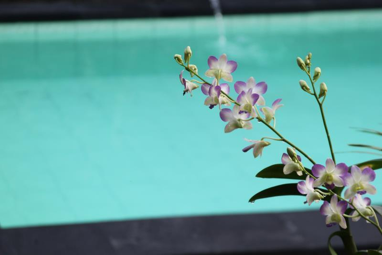 Swimming Pool 7