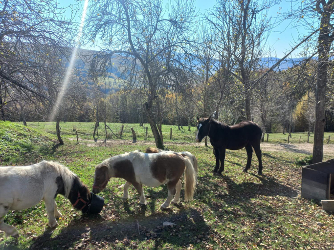 Others 4, Ferma Grozea, Rosia Montana
