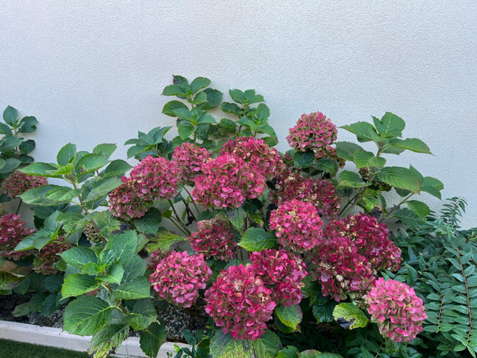 Others 2, Les hortensias, Vendée