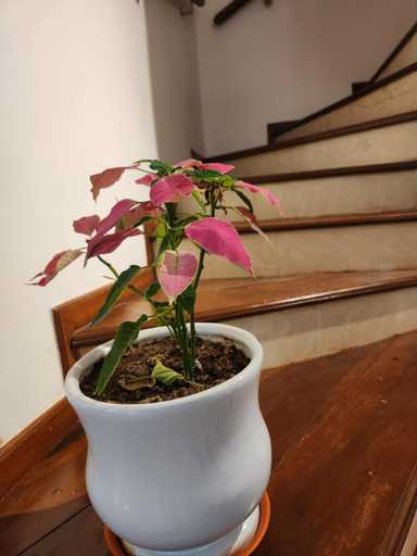 Others 3, Ederra Stays & Cafe, North Goa