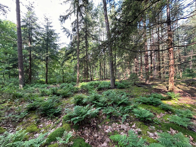 View from property 3, Holiday Home in Zelhem Near Forest and Golf, Zelhem
