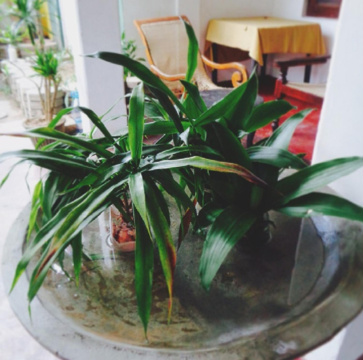 Others 3, Casa Lanka Hotel, Hikkaduwa