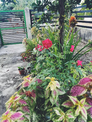 Others 3, Paulines & Malinao Homestay, Burgos
