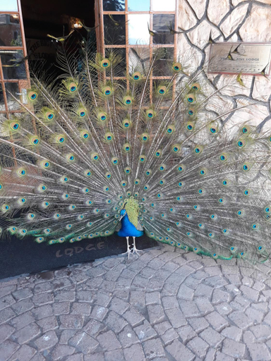 4, The Big Five Lodge, Gaborone