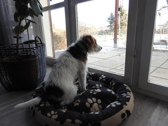 Others 5, Holiday home near centre in Ballenstedt, Harz