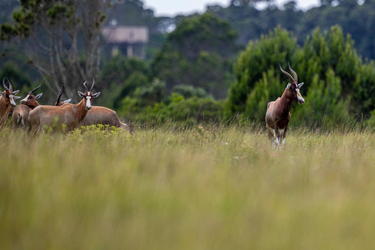 Others 3, Mansfield Private Reserve, Cacadu