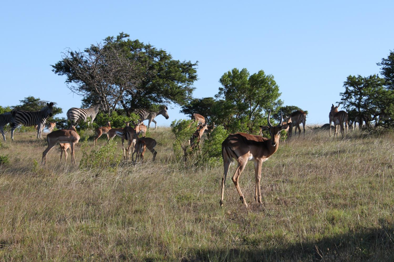 Others 5, Mansfield Private Reserve, Cacadu
