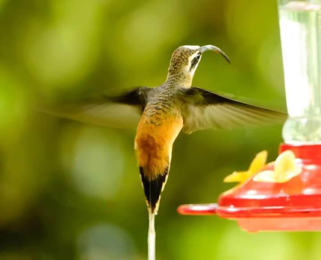 Food & Drinks 4, Green Bamboo Lodge, Quijos