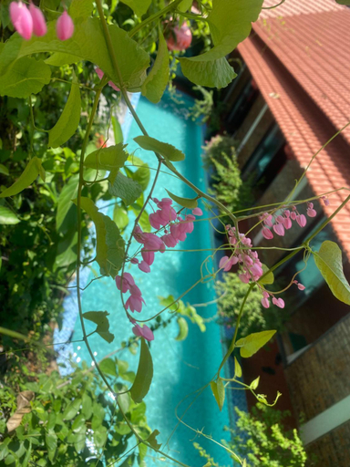 Others 5, Sunshine villa thuy bieu, Huế
