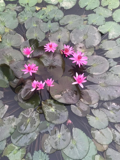 Others 3, Trang An Family Homestay, Hoa Lư