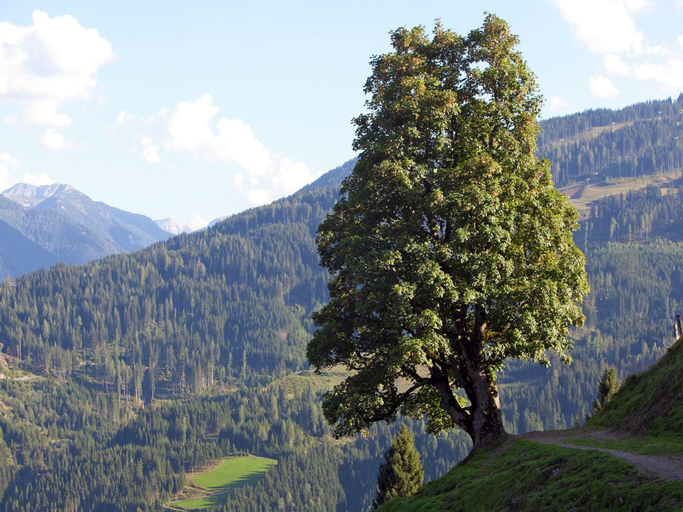 Others 4, Apartment in Wagrain near Ski Slopes, Sankt Johann im Pongau