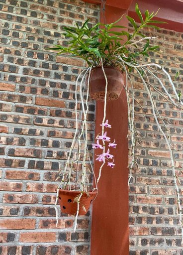 Others 3, Thuy Xuyen Tam Coc Homestay, Hoa Lư
