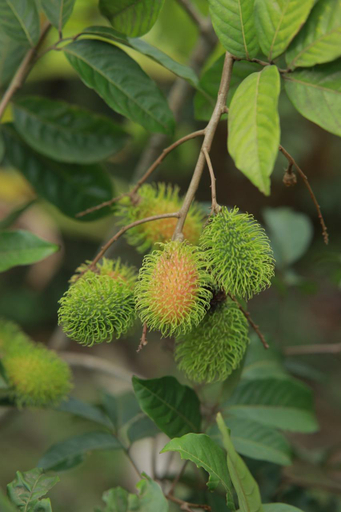 Others 5, Breezeinn, Theni
