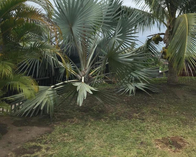 Others 5, Palm lodge Faaa