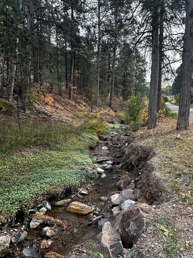 Others 5, Ponderosa Pines, Lawrence