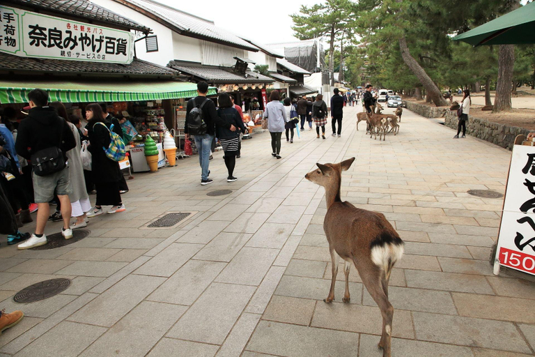 Exterior & Views 2, Oak Hostel Nara, Nara